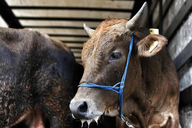 Kurban keserken nelere dikkat edilmelidir? - Kurban keserken aşağıdaki hususlara dikkat edilmelidir: - 1. Usulüne göre bir kesim yapmış olmak için hayvanın yemek ve nefes borularıyla, iki  atardamarından en az birinin kesilmesi gerekir.