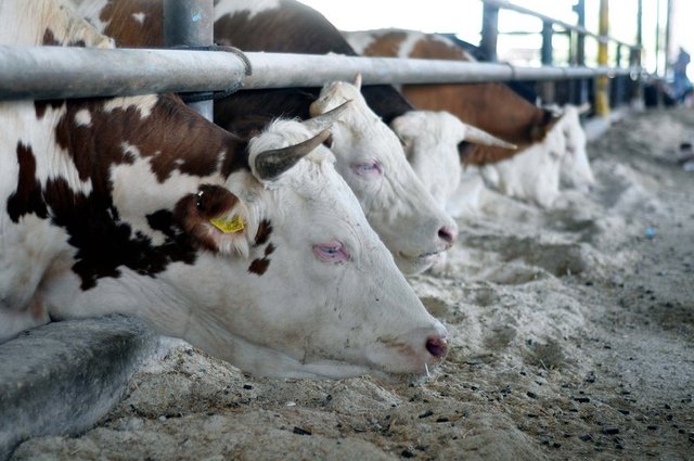 Banka kredisiyle kurban kesilebilir mi?  - İster vacip olduğu için, isterse nafile olarak kurban kesen birisinin kurbanını peşin alabileceği gibi, borçlanarak da satın alabilir.