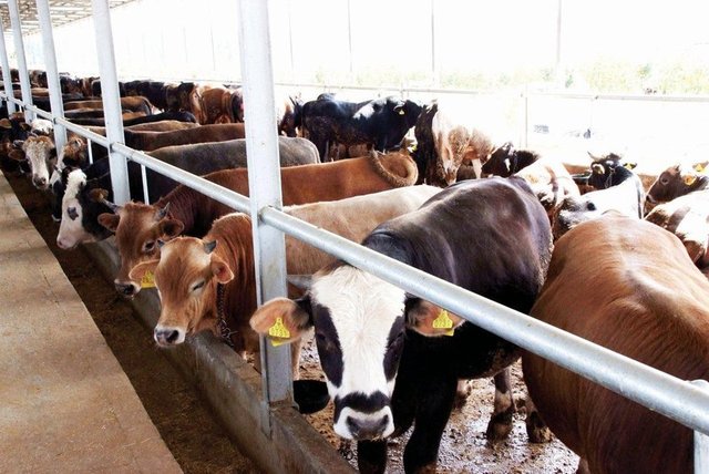 Bu itibarla aile fertlerinden karı, koca ve yetişkin çocuklardan kimin borcu ve temel ihtiyaçları dışında 80.18 gr. altını veya bu miktar altın değerinde parası veya artıcı olmasa bile nisaba ulaşan fazla malı ve eşyası varsa o kimse zengin sayılır.