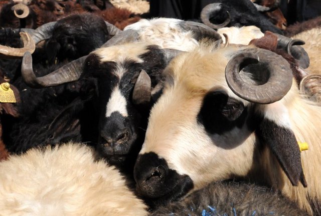 Zira kurban, hac ve zekât gibi mal ile yapılan bir ibadettir; mal ile yapılan ibadetlerde ise vekâlet caizdir. Nitekim Hz. Ali'nin (r.a.) şöyle dediği rivayet edilmiştir: