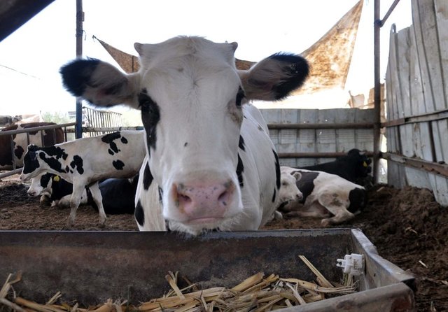 Kurban kesen kasaba ücret vermek caiz midir? Kurban etinin bir kısmı kesim ücreti  - olarak verilebilir mi? - Hayvanın kesim ameliyesi ibadet değildir. Bu yüzden kurban kesen kasabın ücret alması caizdir.