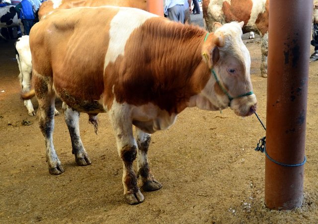 Çünkü kendisine vacip olan  kurbanı kesmiş değildir. Fakat yoksulsa yenisini almasına gerek yoktur. Çünkü yoksula kurban vacip değildir. Aldığı hayvan ölünce vücûbiyet düşer ve yenisini almak gerekmez. -