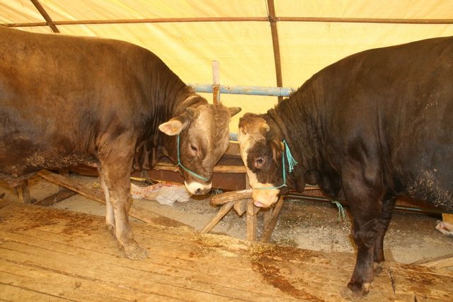 Hanefîlere göre bayramın 3. günü akşamına kadar devam eder. Şâfiîlere göre ise 4. günü de kurban kesilebilir. Bu süre içinde gece ve gündüz kurban kesilebilir. Ancak kurbanın gündüz kesilmesi uygundur. Bayramın birinci günü kesmek daha faziletlidir.