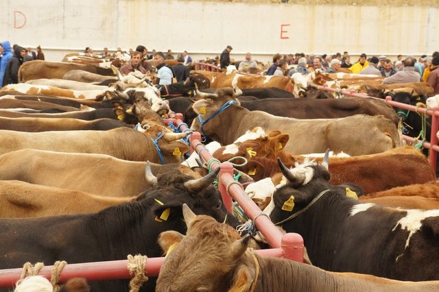 Kredi kartı ile taksitli kurban alırken, taksit yapma karşılığında bankaya ilave bir ücret ödenmesi durumunda ise, kesilen kurban geçerli olmakla birlikte, faizli işlem sebebiyle ayrı bir günah söz konusu olur.