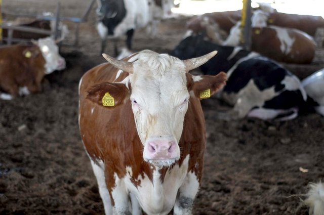 Gebe hayvanın kurban edilmesi caiz midir?  - Karnında yavrusu bulunan hayvanların kurban olarak da etlik olarak da kesilmesi uygun değildir.