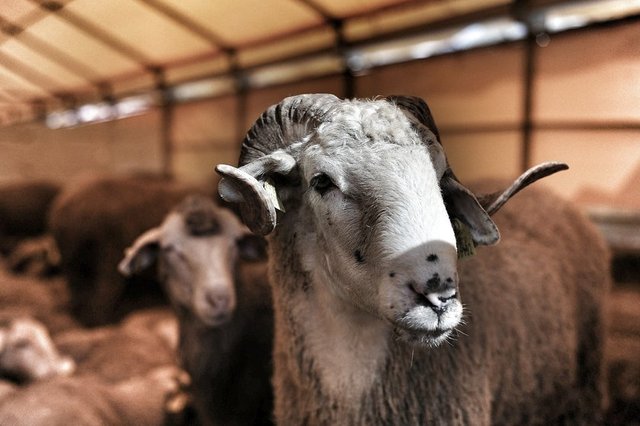 Hayvanın bir kulağının delik veya yırtılmış olması durumunda; - eğer delikler ve yırtıklar kulağın yarıdan fazlasını teşkil ediyorsa, böyle bir hayvan kurban edilemez.