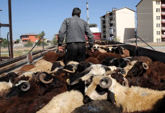 İbadetlerdeki bu özelliklerin birbirinden ayrı düşünülmesi mümkün değildir.  - Her ibadetin bir yapılış şekli vardır. Hayvanın kesilmesi kurbanın rüknüdür.