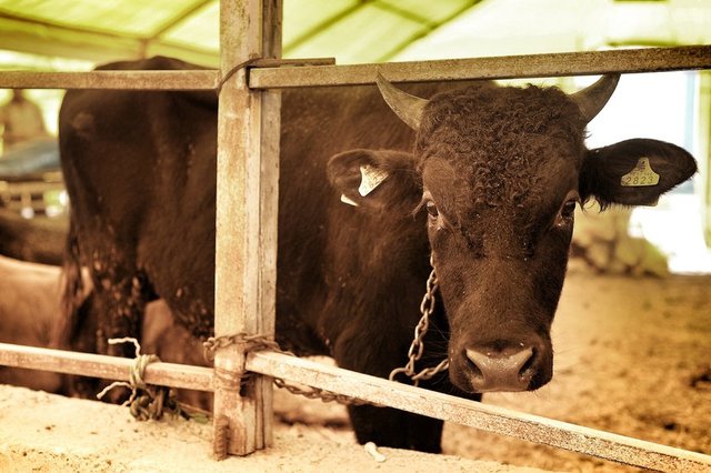 Kurbanın veya başka bir amaçla kesilen bir hayvanın yenilmeyen kısımlarını toprağa gömmek,  sağlık ve çevreyi temiz tutuma açısından öncelikli olmakla beraber çevreyi kirletmemek kaydıyla, kedi ve köpek gibi hayvanlara da verilebilir. -