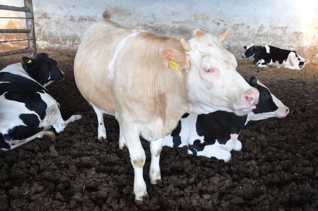 Kurban ibadeti ancak kurban olacak hayvanın usulüne uygun olarak kesilmesiyle yerine getirilebilir. Bedelini infak etmek suretiyle, kurban ibadeti yerine getirilmiş olmaz.
