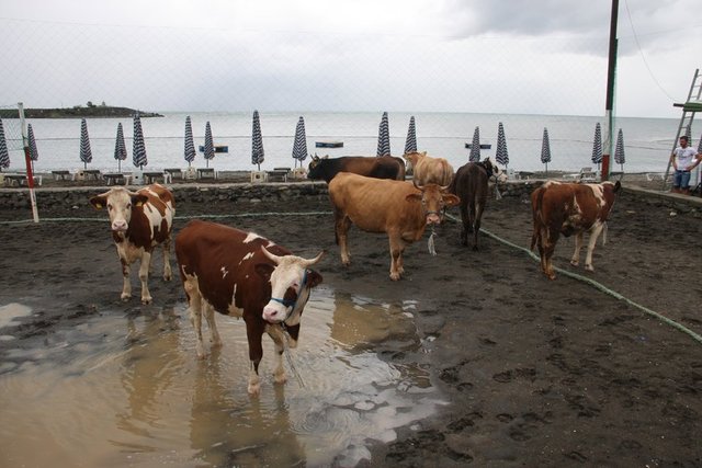 Şâfiî mezhebine göre ise aile için bir kurban kesmek sünnet-i kifâyedir. Dolayısıyla aileden birisinin kurban kesmesi ile hepsi için sünnet yerine gelmiş olur.