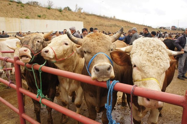 Ancak kurban etinden kesim işini yapan kişinin ücreti verilemez. Çünkü verildiği takdirde, kurban ibadetini yerine getirmek için gerekli maddi külfetin bir kısmı bizzat ibadetin kendisi üzerinden karşılanmış olur.