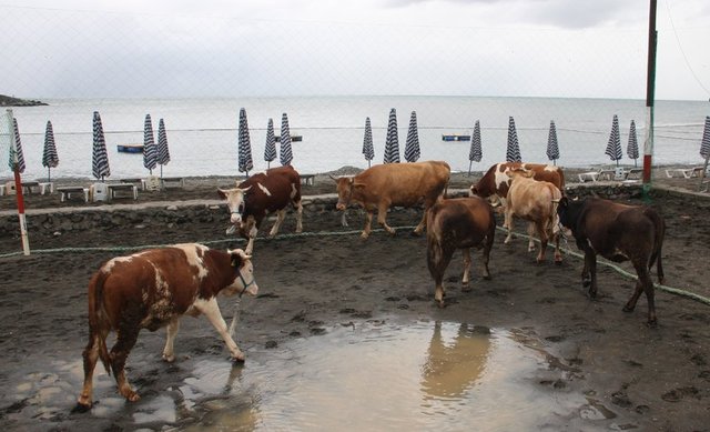Vekâlet, sözlü veya yazılı olarak ya da telefon, internet, e-mail, faks ve benzeri iletişim araçları ile verilebilir. Vekil tayin edilen kişi veya kurum aldığı vekâleti gereği gibi yerine getirmelidir.