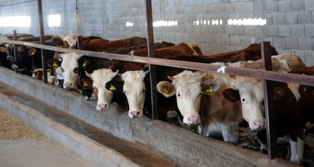 Hz. Peygamber, kurbanlıkların göz ve kulaklarının sağlam olmasına dikkat edilmesini istemiştir. Buna göre, kulağının yarıdan fazlası kesik olan hayvan, kurban olmaya elverişli değildir.