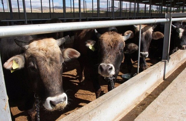 Bu şekilde yapılan bir kesim sırasında, hayvanın omuriliğinin kesilmesi mekruhtur. Bu konuda etlik kesim ile kurbanlık kesim arasında bir fark yoktur.