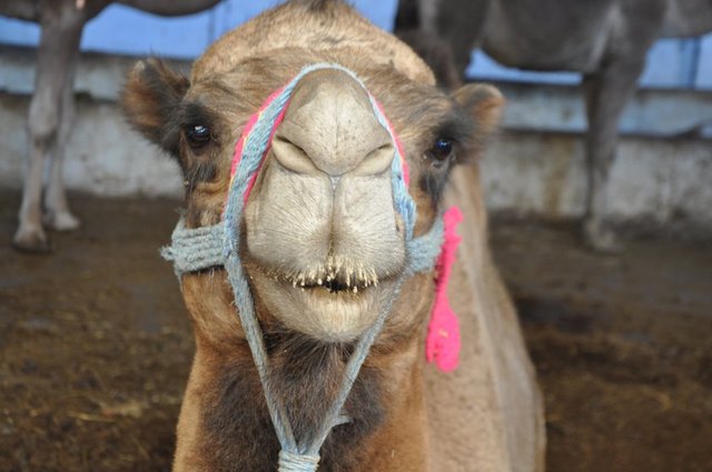 Kurbanlık hayvanı elektrik veya narkozla bayıltarak kesmek caiz midir? - Dinimiz, insan veya hayvan farkı gözetmeksizin tüm canlılara iyi davranılmasını, öldürülürken bile eziyet vermeden öldürülmesini emretmiştir.