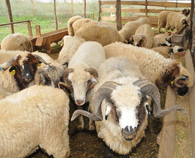 Hz. Peygamber (s.a.s.) imkan bulduğu halde kurban kesmeyenlerle ilgili ağır ifadeler taşıyan hadisiyle (İbn Mâce, Edâhî, 2), bir taraftan kurban ibadetinin imkan bulmaya,