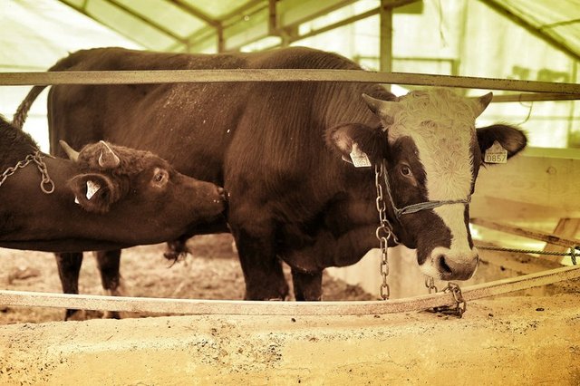 Buna göre kurban derilerinin para karşılığında satılması, kurbanın kesimi veya bakımı için ücret olarak verilmesi caiz değildir. Derinin satılması halinde bedelinin yoksullara verilmesi gerekir.