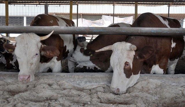 Kadınlar kurban kesebilir mi? - Hayvan kesiminde, gerekli yeterlilik ve şartları taşıyan kişi kadın olsun, erkek olsun kurban kesebilir.