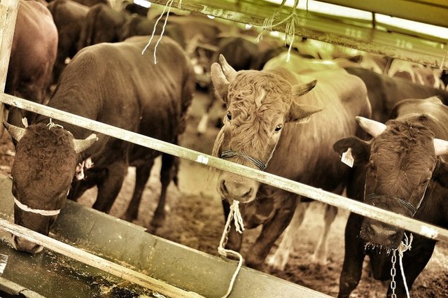 3. Kurban edilecek hayvana acı çektirilmemeli ve eziyet edilmemelidir. Bu nedenle hayvanlar ehil kişiler tarafından kesilmeli ve kesim işlemi süratli bir şekilde yerine getirilmelidir.