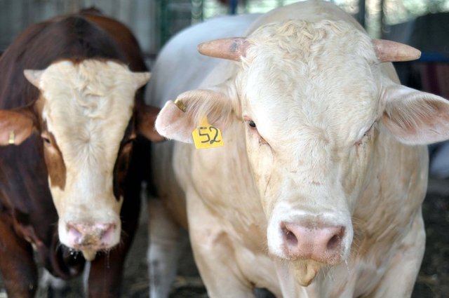 "Resûlullah (s.a.s.), develer kesilirken başında durmamı, derilerini ve sırtlarındaki çullarını paylaştırmamı emretti ve onlardan herhangi bir şeyi kasap ücreti olarak vermeyi bana yasakladı ve 'kasap ücretini biz kendimiz veririz.' buyurdu."