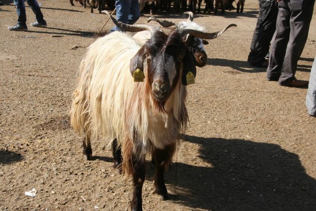 5. Aynı şekilde, hayvanların bir diğerinin kesimini görecek şekilde yan yana bulundurulmamalarına azami özen gösterilmelidir.
