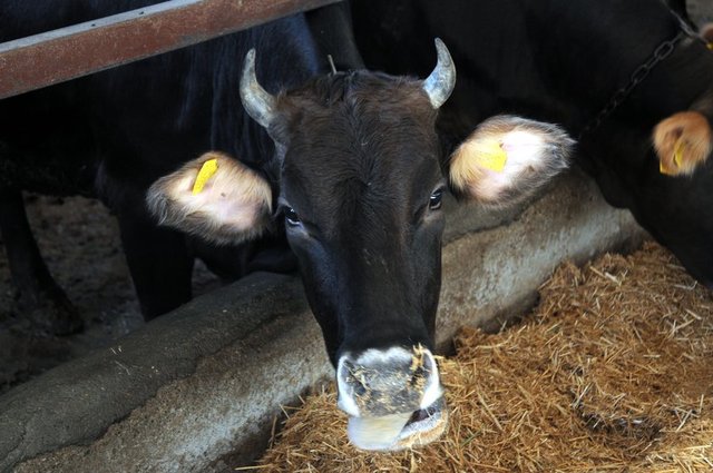 Bu bağlamda bedelin kredi kartıyla ödenmesi kurbanın sıhhatine engel teşkil etmez. Ancak kredi kartı borcunu, ödeme tarihinde ödemek ve gecikmeden  - kaynaklanan faizli işleme düşmemek gerekir.