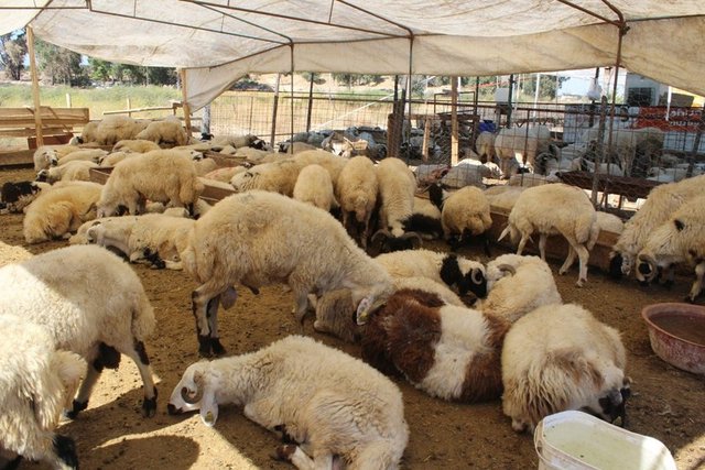 2. Hayvanın canı çıkmadan başının gövdesinden ayrılmamasına özen gösterilmelidir.