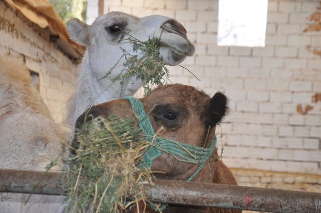 Ehl-i kitap olmayan kişinin kestiği kurban helâl midir? - Eti yenen hayvanların etlerinin helal olması için, hayvanı kesecek kimsenin, akıl ve temyiz gücüne sahip, Müslüman veya ehl-i kitaptan olması gerekir.