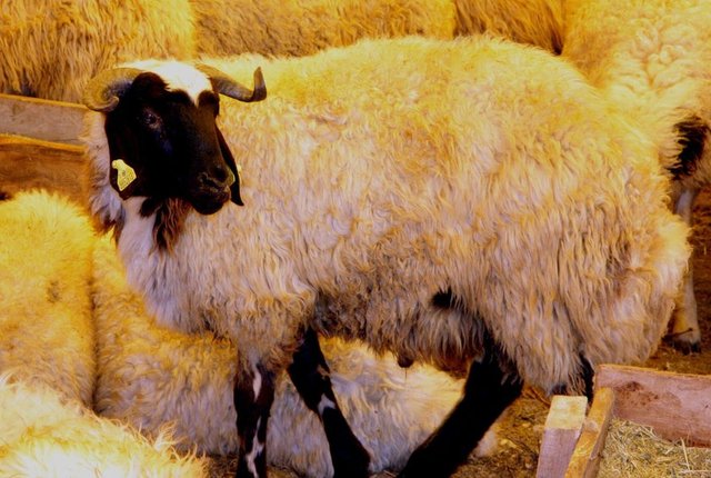 Kurban keserken abdestli olmak şart mıdır? - Kurban kesen kişinin abdestli olması şart olmamakla birlikte, kurban bir ibadet olduğu için kesenin abdestli olması daha faziletlidir.