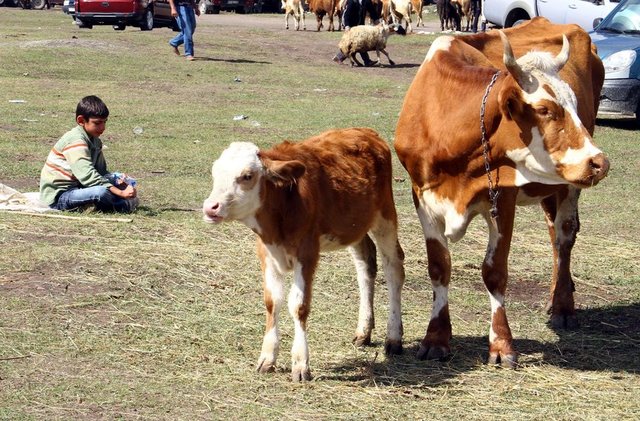 Hz. Peygamber (s.a.s.), veda haccında Hz. Ali'ye, kurban olarak kesilen develerinin başında durmasını ve bunların derileri ile sırtlarındaki çullarını sadaka olarak vermesini, kasap ücreti olarak bunlardan bir şey vermemesini emretmiştir.