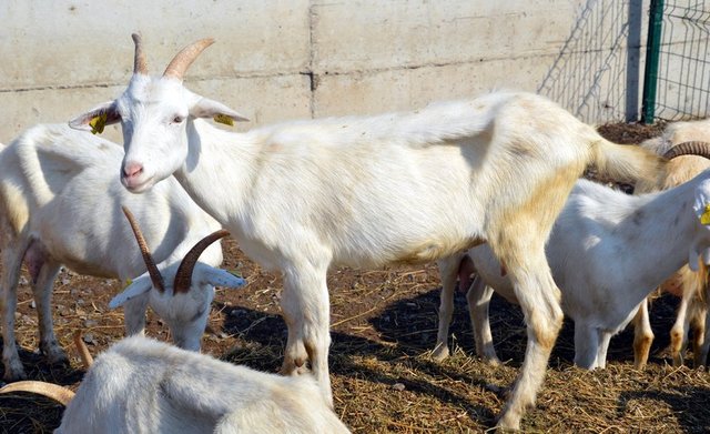 Bu, kurbanın sıhhatine engel teşkil etmez. Fakat kredi alması durumunda faiz ödeyecekse, faiz verme yasağını işlediği için günaha girmiş olur. Maddi durumu iyi olmayan kişinin böyle yöntemlere başvurması yerine kurban kesmemesi daha uygundur.