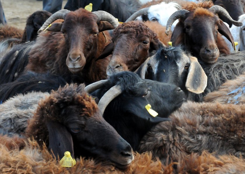 Koyun ve dana eti arasındaki 8 fark, iyi kurban eti nasıl olmalı