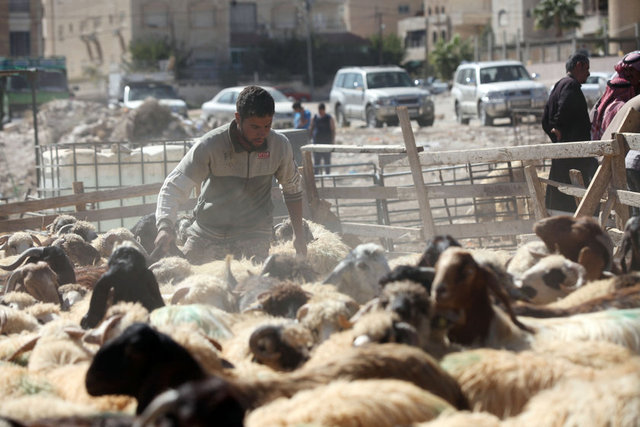 Karaman - 575-800 TL/baş - Canlı kilo: 11 TL