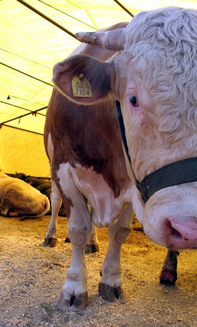 Şanlıurfa - 4.000-10.000 TL/baş - Canlı kilo: 12 TL