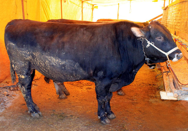 İstanbul (Avrupa Yakası) - 5.200-9.200TL/baş - Canlı kilo: 11 TL