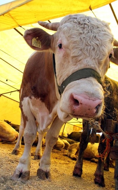 Erzurum - 2.000-7.000 TL/baş - Canlı kilo: 12 TL