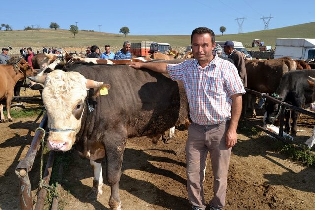 Adana - 3.500-7.000 TL/baş - Canlı kilo: 10 TL