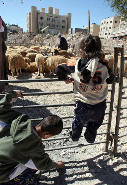 İstanbul (Avrupa Yakası) - 700-1.100 TL/baş - Canlı kilo: 13 TL