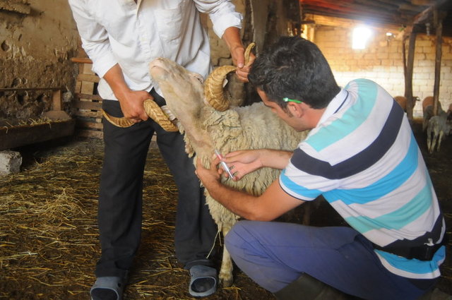 İzmit - 400-800 TL/baş - Canlı kilo: 13 TL