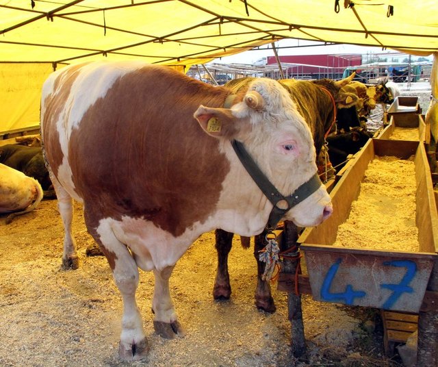 Bazı illere göre 2013-2014 yılları tahmini üretici kurbanlık hayvan satış fiyatları...