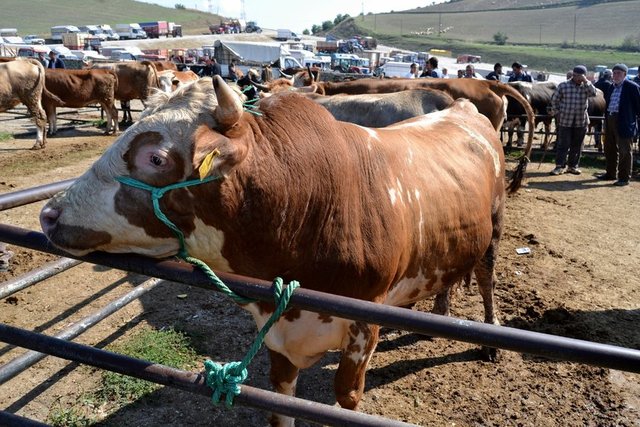 Gaziantep - 4.600-6.900 TL/baş - Canlı kilo: 11 TL