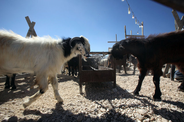 Ankara - 520-800 TL/baş - Canlı kilo: 12 TL