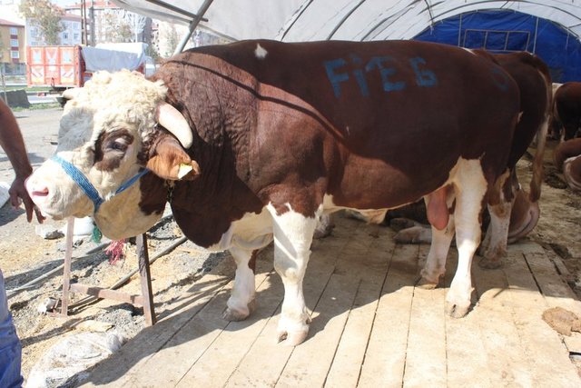 Sakarya - 4.900-9.800 TL/baş - Canlı kilo: 12 TL