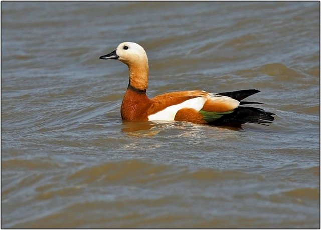 Angut bir kuş türüdür.