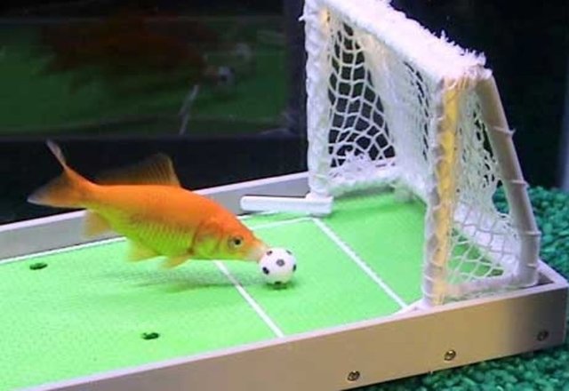 Guinness Rekorlar Kitabı, şimdiye kadar kütüphanelerden en çok çalınan kitap olma ünvanını kazandı.