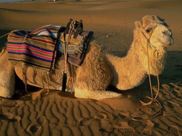 Suudi Arabistan zamanında Avustralya'dan deve ithalatı yapmıştır.