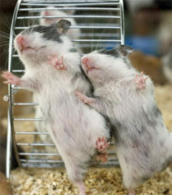 Bir sıçan, bir deveden çok daha uzun süre susuzluğa dayanabiliyor.