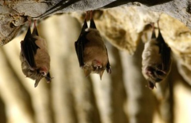 Yarasalar mağaralarından çıkarken her zaman ilk olarak sola dönerler.