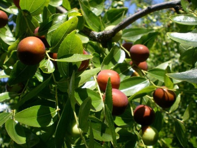 Hünnabın kilosu 10-20 lira arasında satılıyor.