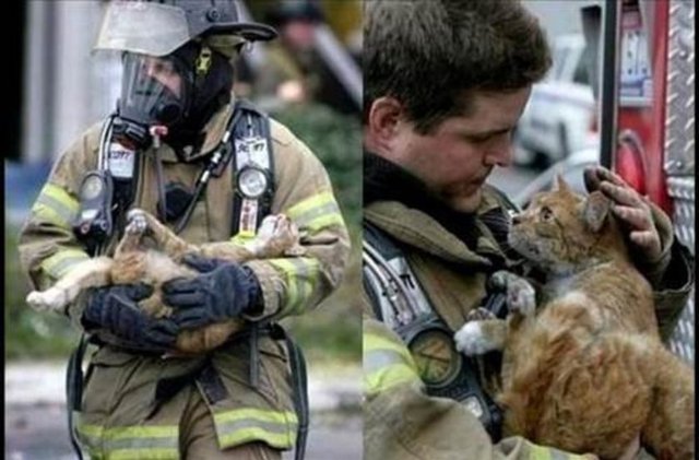 Yangından kurtarılan şanslı kedi.